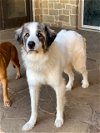 adoptable Dog in azle, TX named Adonis
