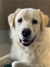 adoptable Dog in , WA named Trapper