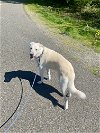 adoptable Dog in tacoma, WA named Jasper (AP)