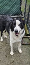 adoptable Dog in shelton, WA named Birch