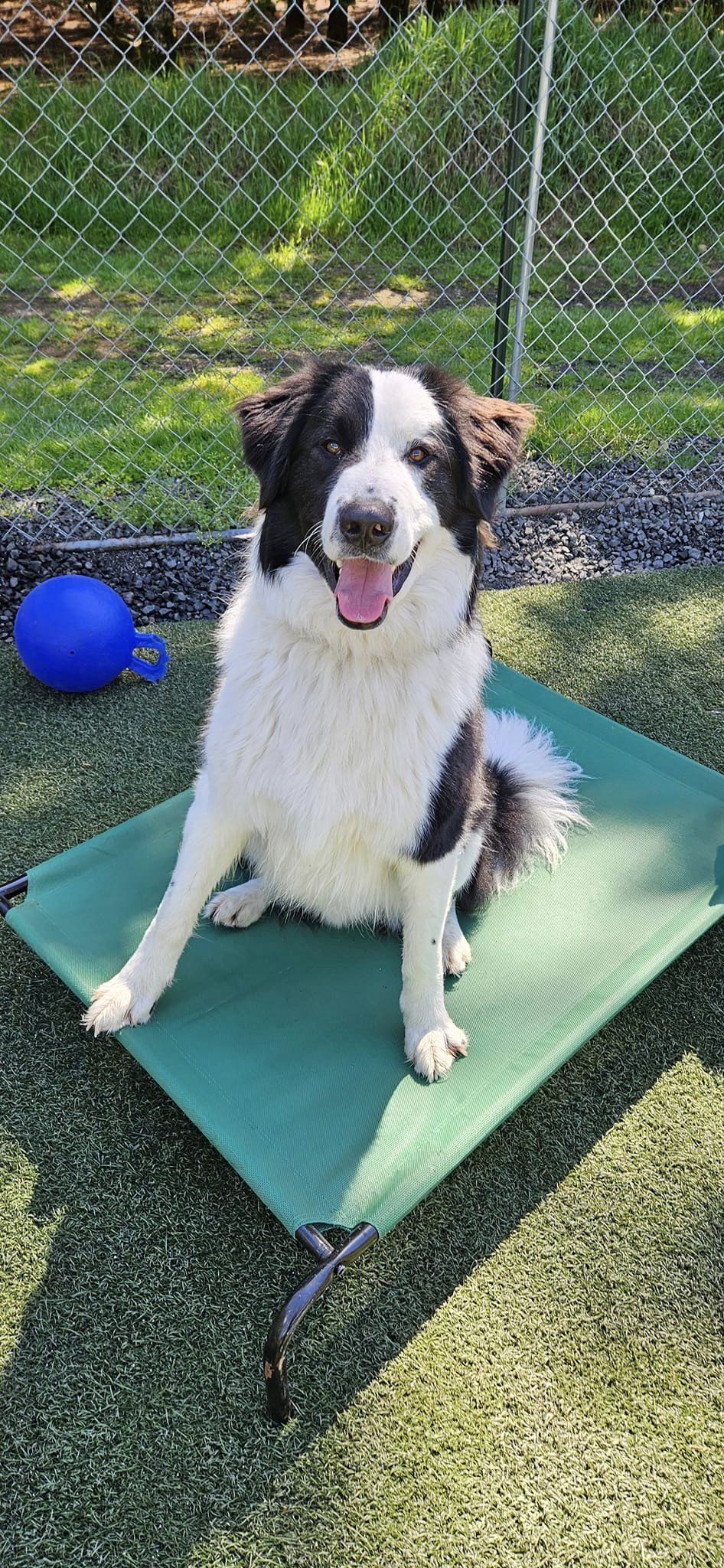 adoptable Dog in Shelton, WA named Birch