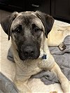 adoptable Dog in , WA named Titan