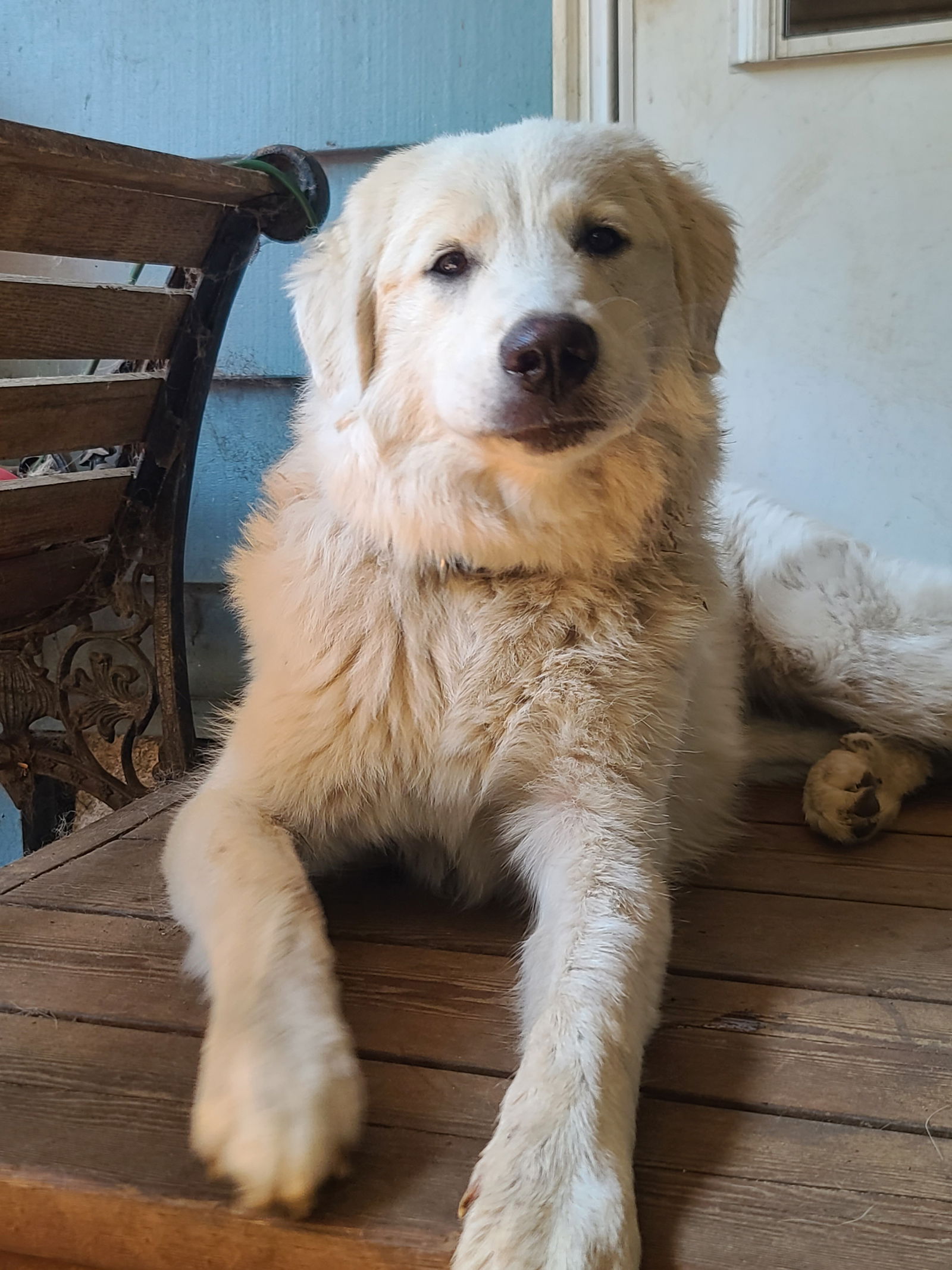 adoptable Dog in Florence, OR named Karma