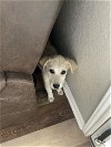 adoptable Dog in bastrop, TX named Jett