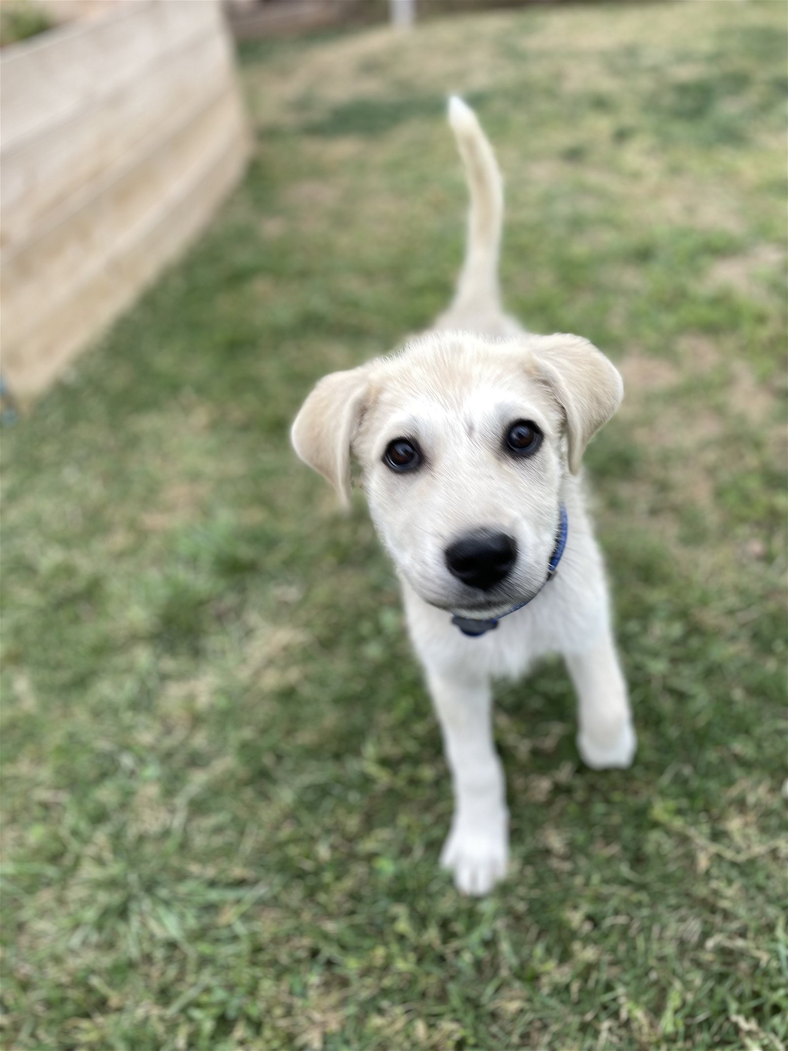 adoptable Dog in Bastrop, TX named Jett
