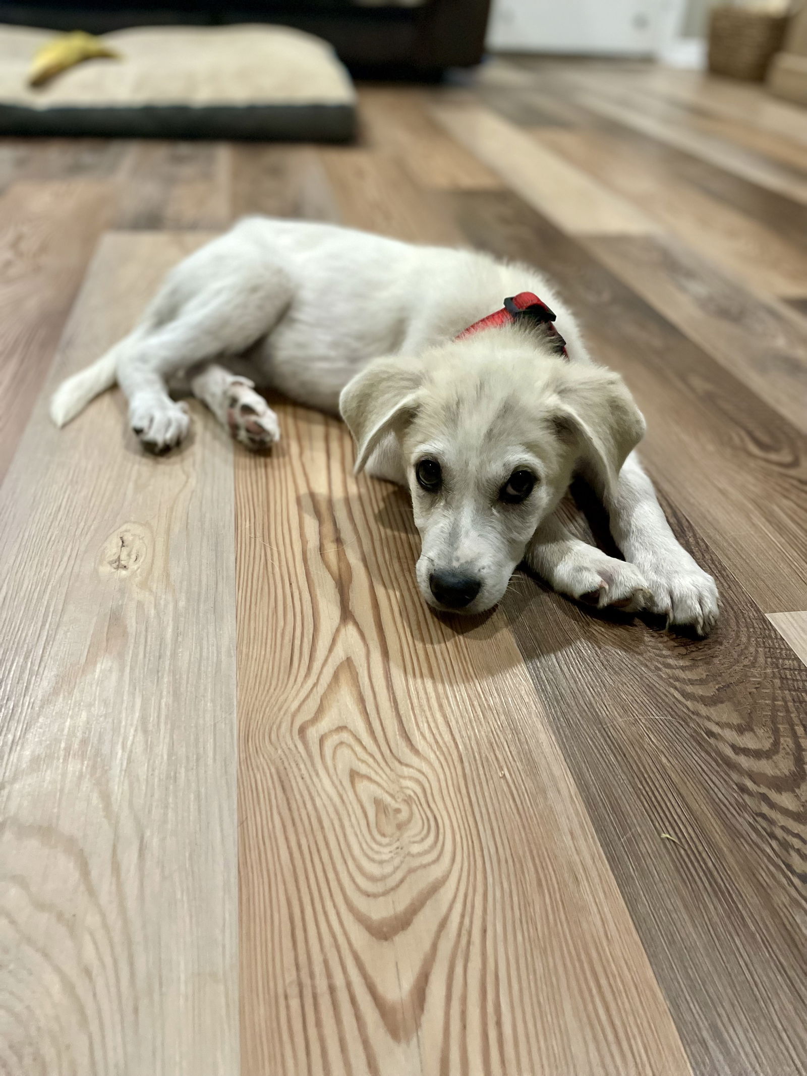 Dog For Adoption - Jasper, A Great Pyrenees In Prineville, Or 