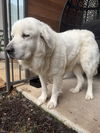 Lucy
