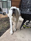 Lucy