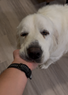 Lucy