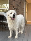 Lucy