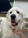 Lucy