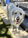 Lucy