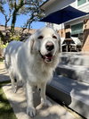 Lucy
