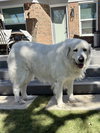 Lucy