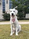 Lucy (Puppy)