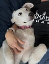 Lucy (Puppy)