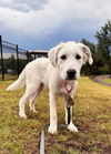 Lucy (Puppy)