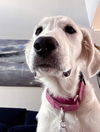 Lucy (Puppy)