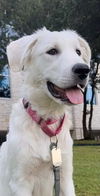 Lucy (Puppy)