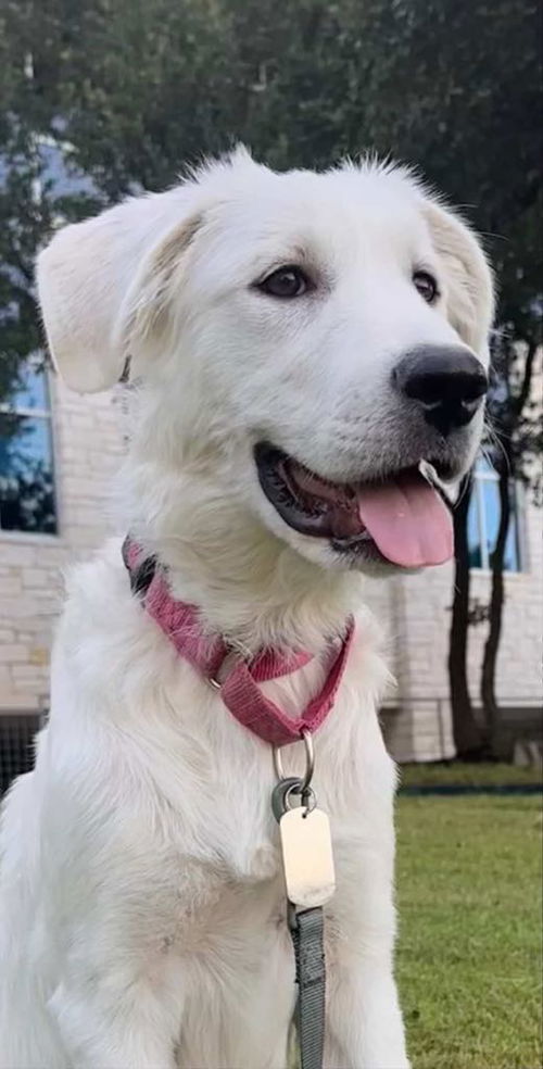 Lucy (Puppy)