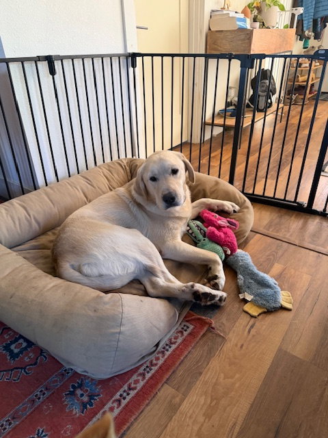 ELTON - Great Pyrenees / Labrador Retriever available for adoption
