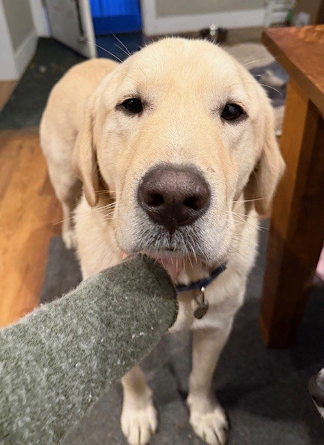 ELTON - Great Pyrenees / Labrador Retriever available for adoption