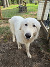 Heidi