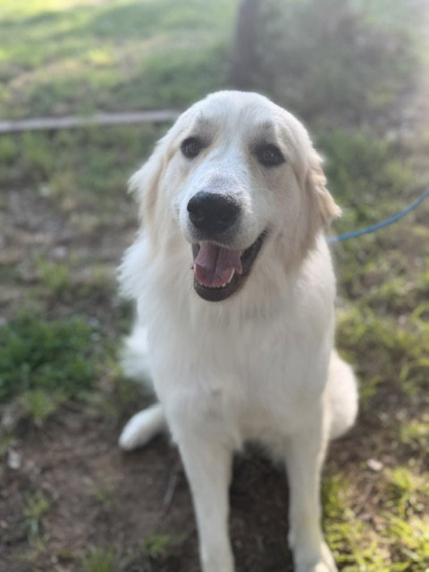 Scout