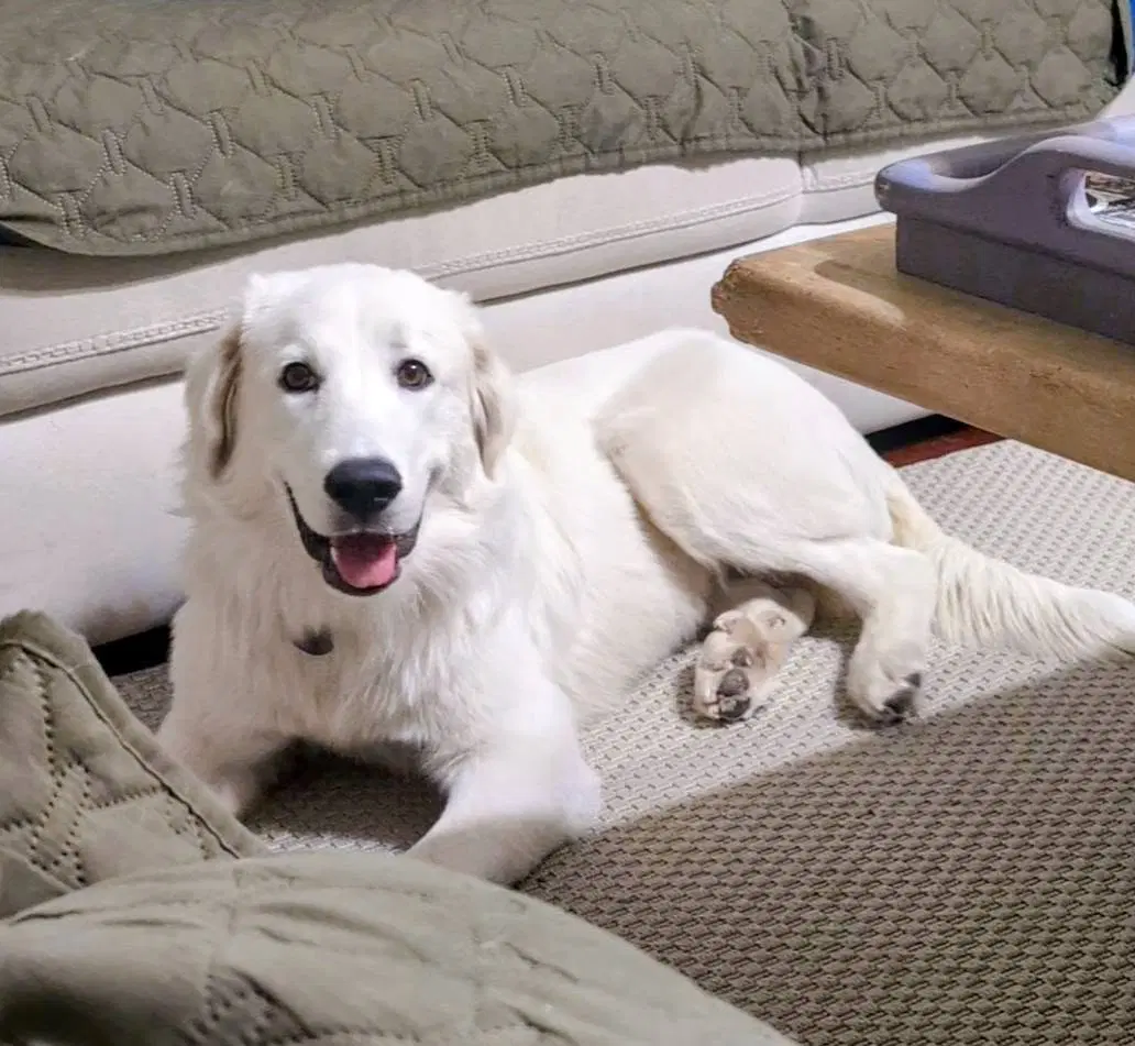 Cirilla - Great Pyrenees