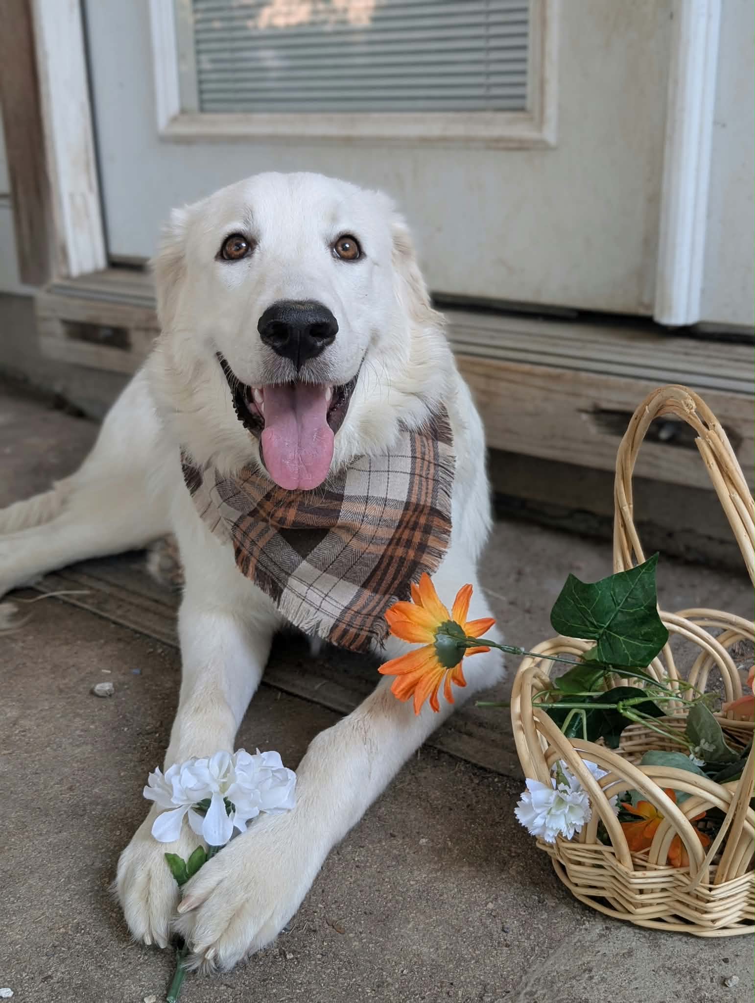 Cirilla - Great Pyrenees