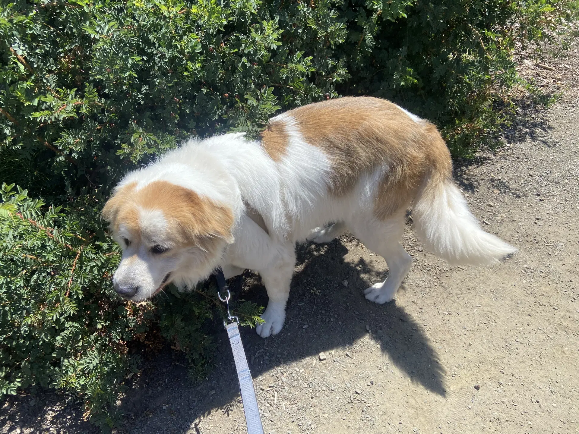 Finner Ap - Great Pyrenees