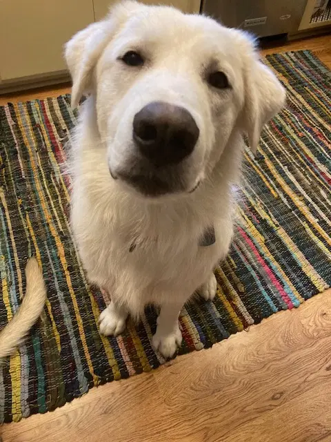 Keller - Great Pyrenees