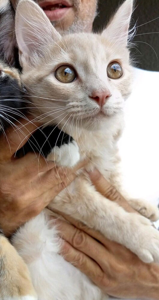 adoptable Cat in Los Lunas, NM named Lisa's Van - COP - Cat on Patrol - Barn cat