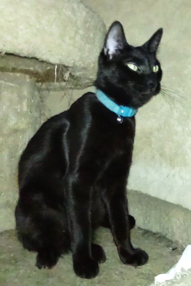 adoptable Cat in Los Lunas, NM named Mong - Cinder