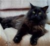 adoptable Cat in , NM named Romeo - Outdoor Only