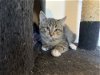 adoptable Cat in , NM named Pierreâs Flower