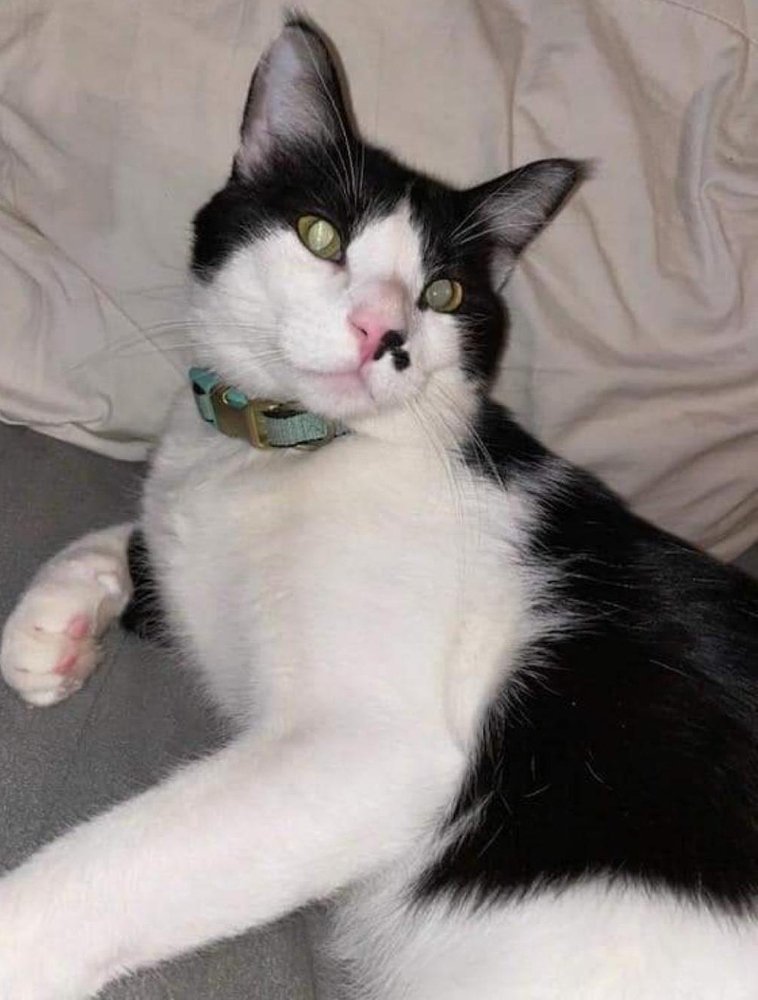 adoptable Cat in Los Lunas, NM named Marion's Tucker