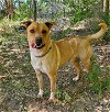 adoptable Dog in , NM named Marion