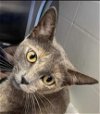 adoptable Cat in , NM named Samantha
