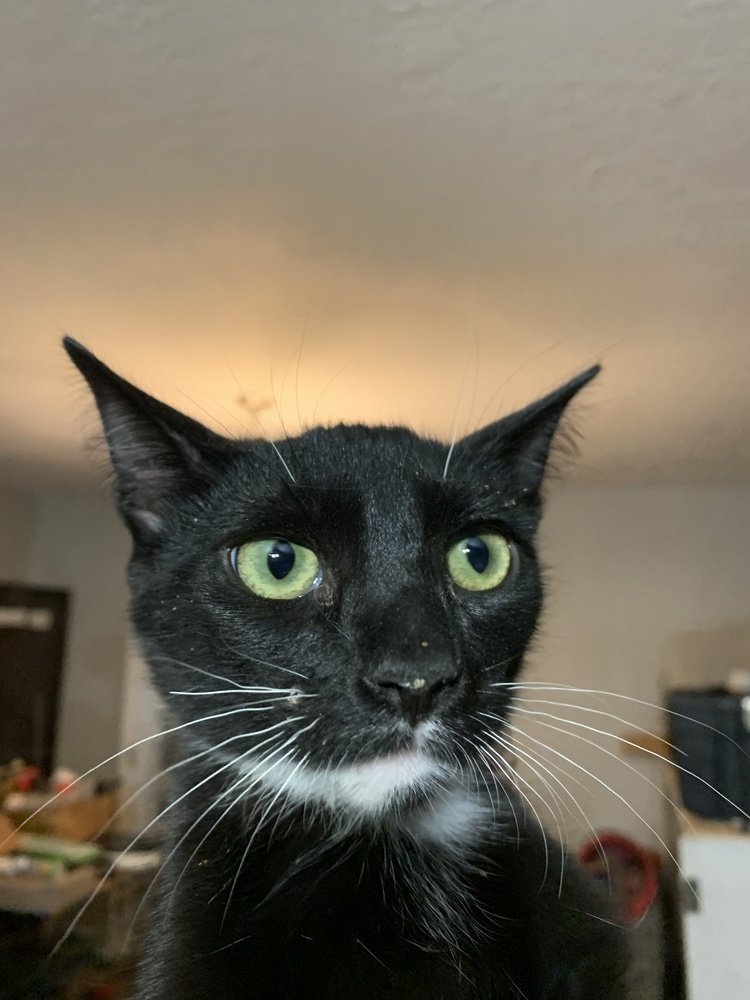 adoptable Cat in Los Lunas, NM named Mong - White Chin
