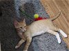adoptable Cat in , NM named Suleiman-Barn Cat