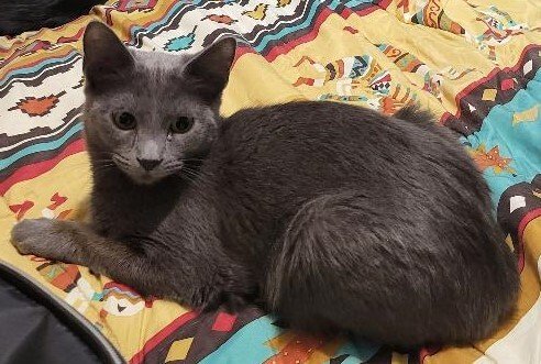 adoptable Cat in Los Lunas, NM named Tequila-Barn cat
