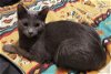 adoptable Cat in , NM named Tequila-Barn cat