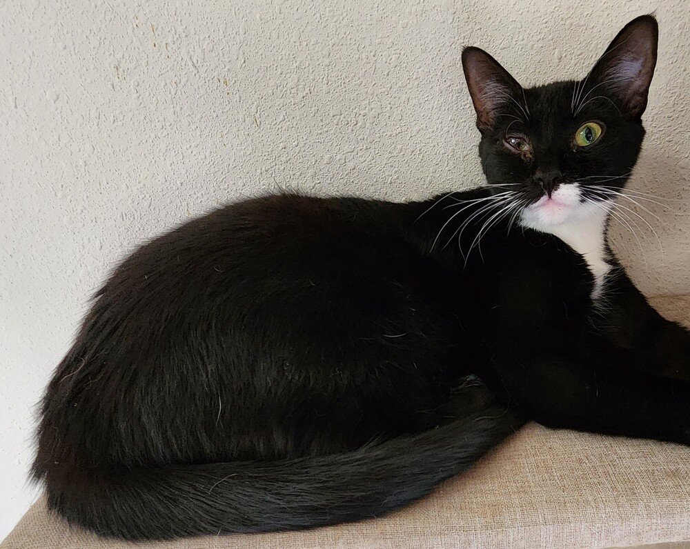 adoptable Cat in Los Lunas, NM named Carolyn's Robbi