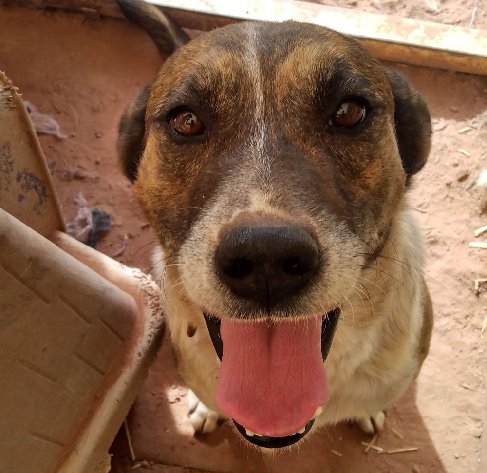 adoptable Dog in Los Lunas, NM named Erin's Thunderheart