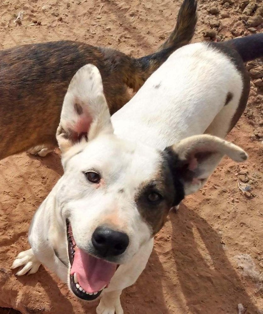 adoptable Dog in Los Lunas, NM named Erin's ToughStuff