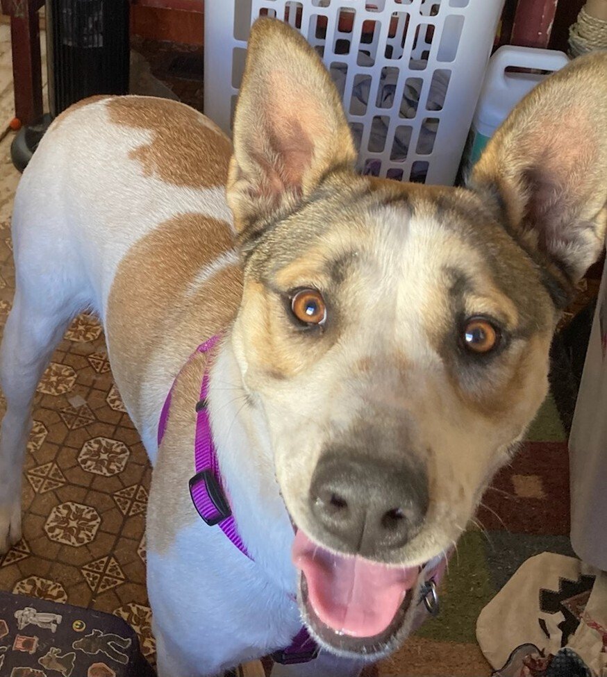 adoptable Dog in Los Lunas, NM named Erin's Luna