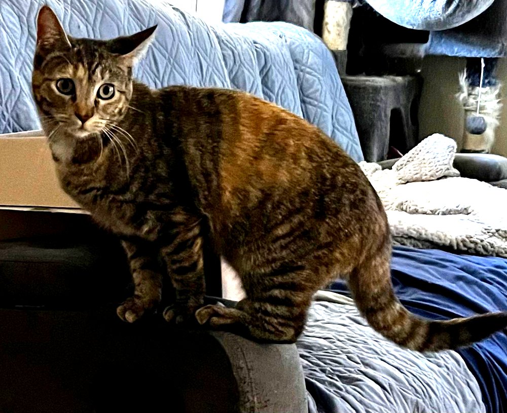 adoptable Cat in Los Lunas, NM named Shannon's Geraldine  (at Catopia)