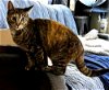 adoptable Cat in , NM named Shannon