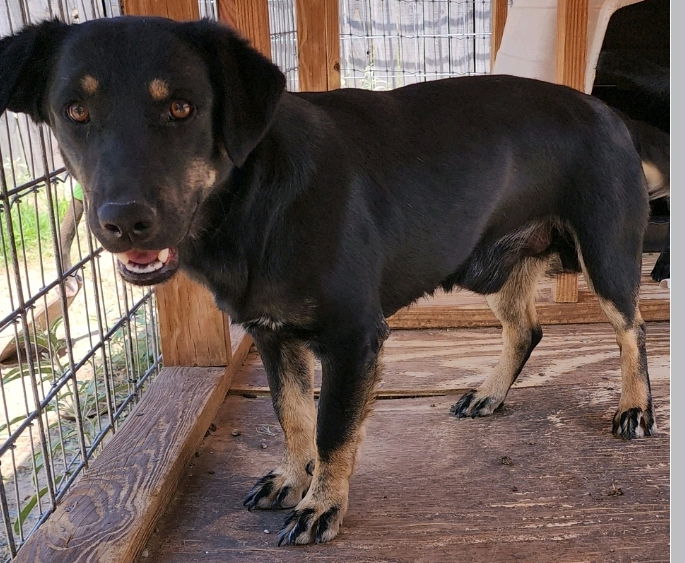 adoptable Dog in Los Lunas, NM named Kristyna's Brows